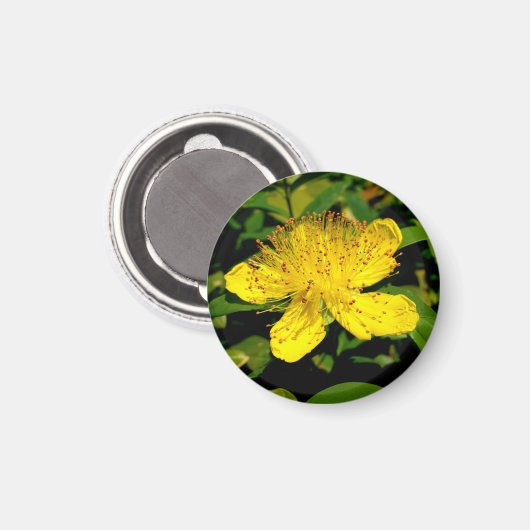 Hypericum calycinum magneet (Voorkant / Achterkant)