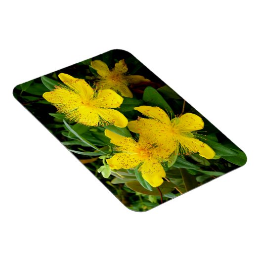 Hypericum calycinum magneet (Rechterzijde)