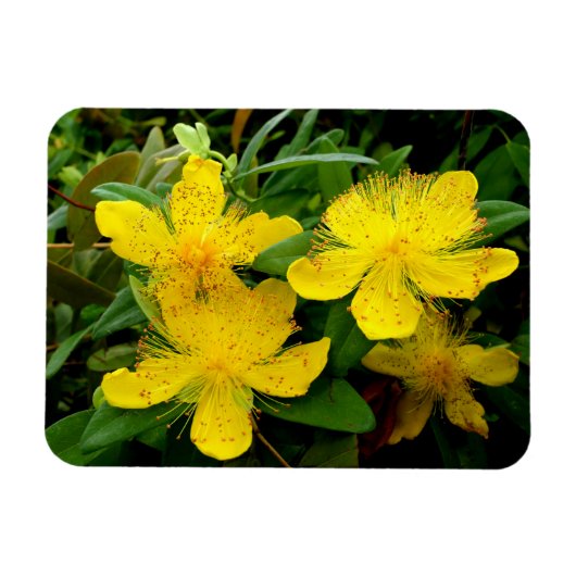 Hypericum calycinum magneet (Horizontaal)