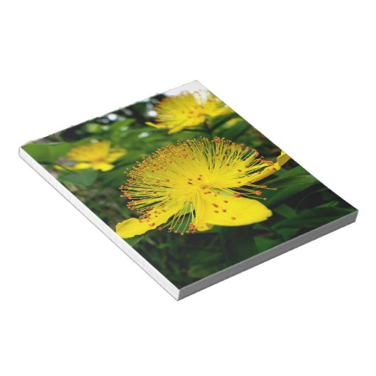 Hypericum calycinum notitieblok (Schuin)