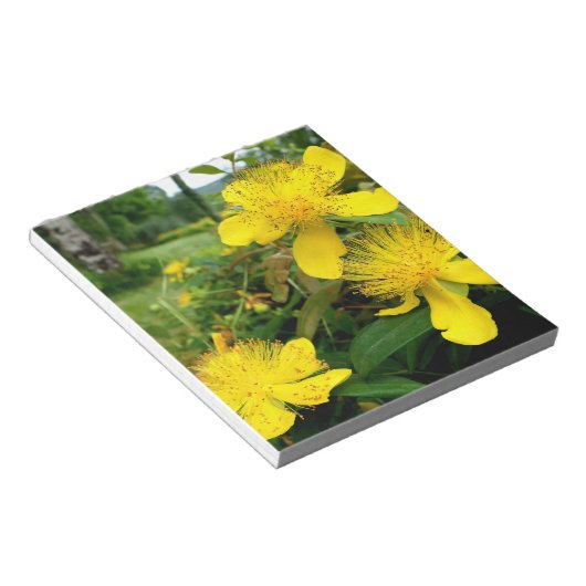 Hypericum calycinum notitieblok (Schuin)