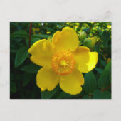 Hypericum Hidcote Briefkaart (Voorkant)