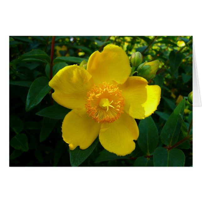 Hypericum Hidcote (Saint-Jean) (Devant horizontal)