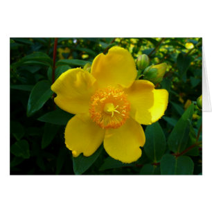 Hypericum Hidcote (sint-janskruid)