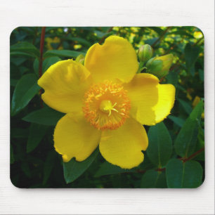 Hypericum Hidcote (sint-janskruid) Muismat