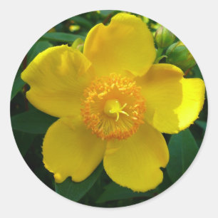 Hypericum Hidcote (sint-janskruid) Ronde Sticker