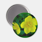 Hypericum Magnet (Recto/Verso)