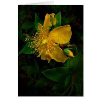 Hypernium