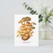 Hypholoma fasciculare briefkaart (Staand voorkant)