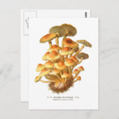 Hypholoma fasciculare briefkaart (Voorkant / Achterkant)