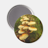 Hypholoma fasciculare Magnet de champignons (Recto/Verso)