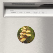 Hypholoma fasciculare Magnet de champignons (In Situ (Lave-vaisselle))