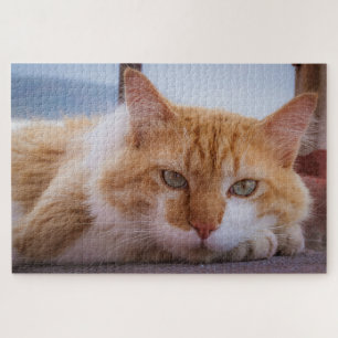 hypnotische kattenpuzzel legpuzzel