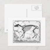 Hyracotherium venticolum art briefkaart (Voorkant / Achterkant)