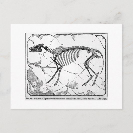 Hyracotherium venticolum art briefkaart (Voorkant)