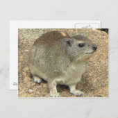 Hyrax Briefkaart (Voorkant / Achterkant)