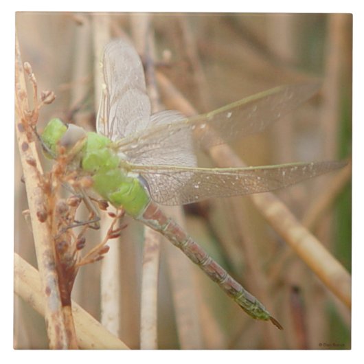 I1 Groene Dragonfly Tegeltje (Voorkant)