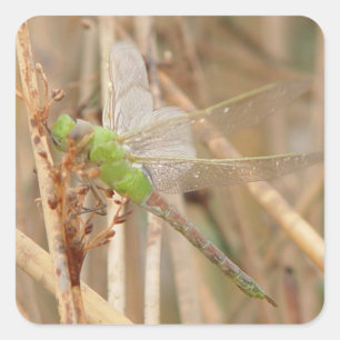 I1 Groene Libel Vierkante Sticker