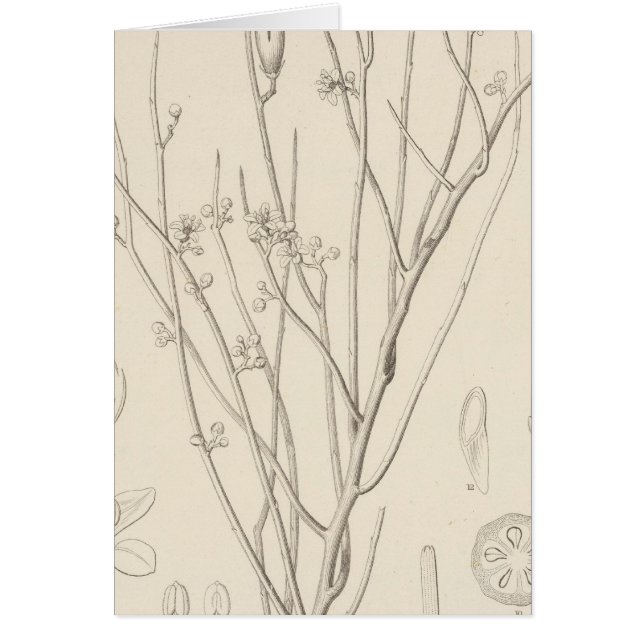 I Canotia holacantha (Devant)