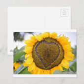 I de Zonnebloem van het Hart Briefkaart (Voorkant / Achterkant)