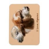 I Love Alpacas Magnets (Vertical)