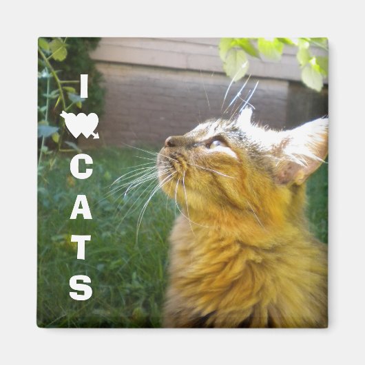 I Love Cats aimant (Devant)