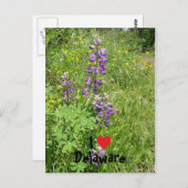 I Love Delaware Briefkaart (Voorkant / Achterkant)