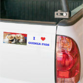 I Love Guinée Pigs Bumper Sticker (Sur camion)