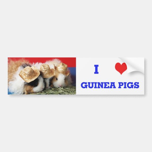 I Love Guinée Pigs Bumper Sticker (Devant)