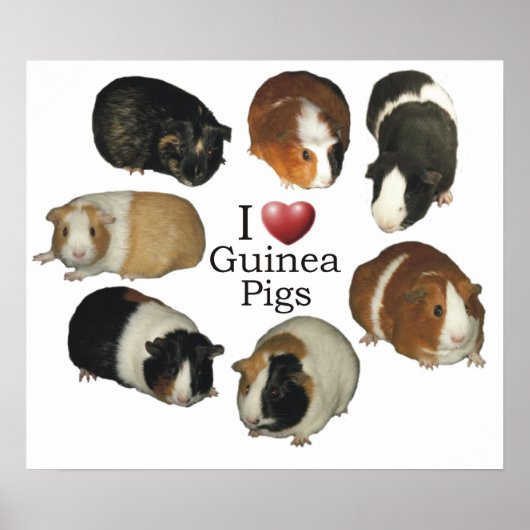I Love Guinee Pigs Poster (Voorkant)