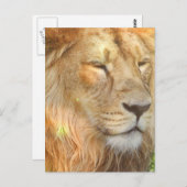 I Love Lions Briefkaart (Voorkant / Achterkant)