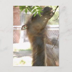 I Love Llamas Briefkaart