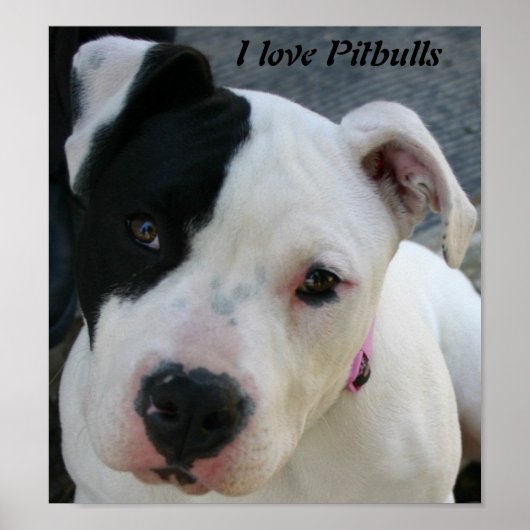 I Love Pitbulls Poster (Voorkant)