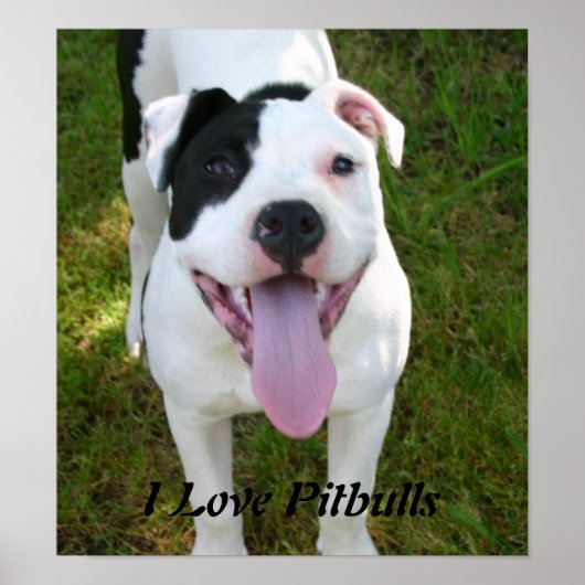 I Love Pitbulls Poster (Voorkant)