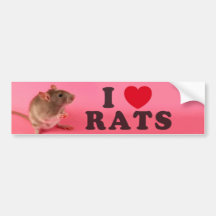 I love Rats