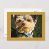 I Love Yorkies Briefkaart (Voorkant / Achterkant)