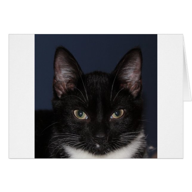 I LUV CATZ (Devant horizontal)