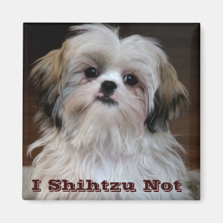 I Shihtzu Pas drôle shih tzu fridge aimant