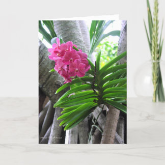 Iao Valley - Maui, Hawaï Kaart