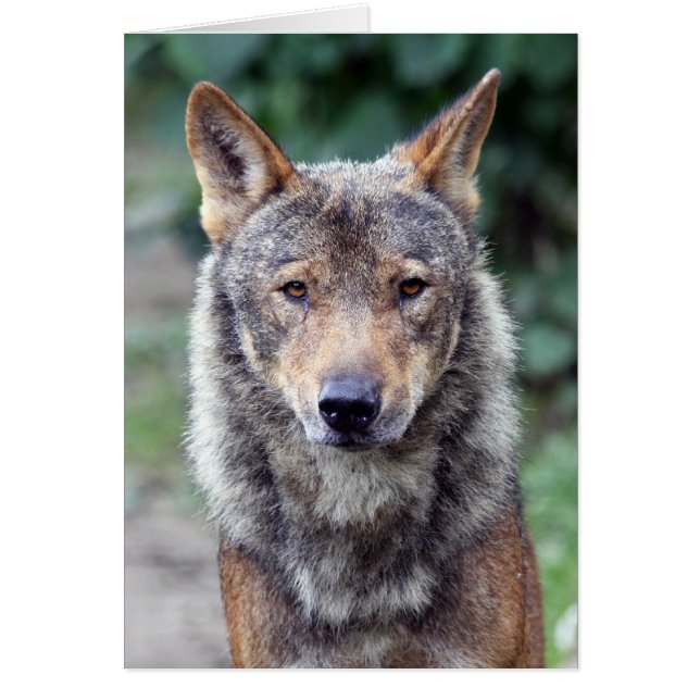 iberische wolf (Voorkant)