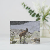 Ibex Chamonix French Alps Briefkaart (Staand voorkant)