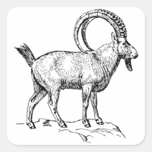 Ibex Vierkante Sticker