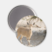 Ibex - Yael Magneet (Voorkant / Achterkant)