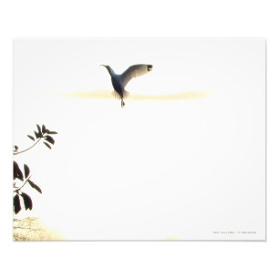 Ibis Ballet in Flight Photo Imprimer