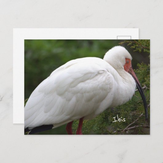 Ibis Bird Photo Briefkaart (Voorkant / Achterkant)