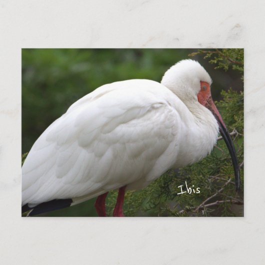 Ibis Bird Photo Briefkaart (Voorkant)