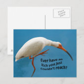 Ibis blanc avec carte postale Itch (Devant / Derrière)