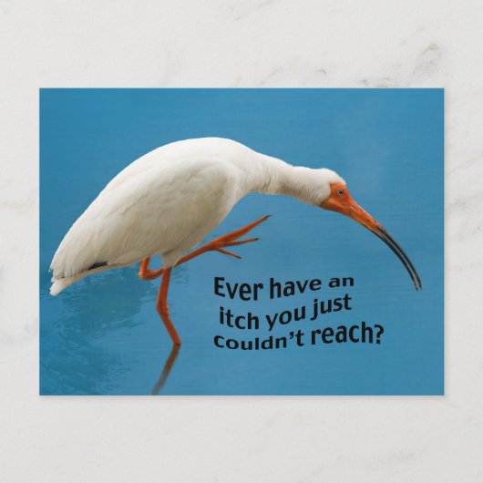 Ibis blanc avec carte postale Itch (Devant)