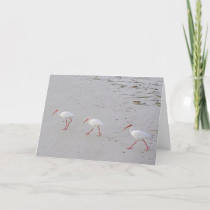 IBIS blanc sur la carte de voeux de plage