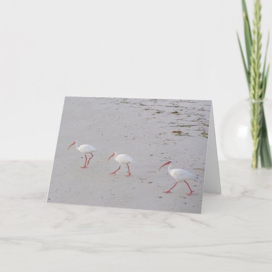 IBIS blanc sur la carte de voeux de plage (Devant)